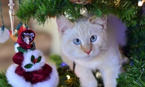 Όταν οι γάτες σκαρφαλώνουν στο Χριστουγεννιάτικο δέντρο! (video)