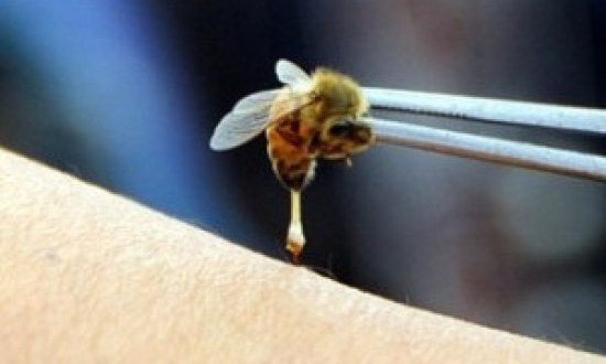 Οι θαυματουργές ιδιότητες των μελισσών στην υγεία μας!