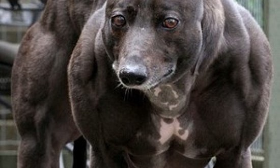Αυτός είναι ο πιο μυώδης σκύλος στον κόσμο! (VIDEO)