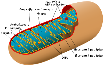 350mitochondrion diagram el.svg 