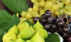 &Omicron;&iota; 5 &upsilon;&pi;&epsilon;&rho;&tau;&rho;&omicron;&phi;έ&sigmaf; &tau;&omicron;&upsilon; &Alpha;&upsilon;&gamma;&omicron;ύ&sigma;&tau;&omicron;&upsilon;