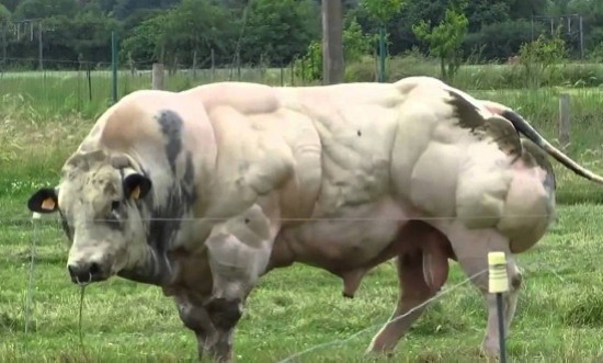 &Eta; &epsilon;&xi;ή&gamma;&eta;&sigma;&eta; &gamma;&iota;&alpha; &tau;&omicron;&nu; &tau;&alpha;ύ&rho;&omicron;&hellip; bodybuilder! (video)