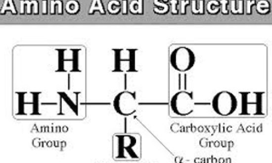Εκπαιδεύστε τον Εγκέφαλο σας με Αμινοξέα