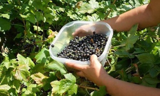 &Alpha;&rho;ώ&nu;&iota;&alpha;: &Tau;&omicron; &theta;&alpha;&upsilon;&mu;&alpha;&tau;&omicron;&upsilon;&rho;&gamma;ό &phi;&upsilon;&tau;ό &pi;&omicron;&upsilon; έ&gamma;&iota;&nu;&epsilon; superfood