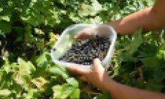 &Alpha;&rho;ώ&nu;&iota;&alpha;: &Tau;&omicron; &theta;&alpha;&upsilon;&mu;&alpha;&tau;&omicron;&upsilon;&rho;&gamma;ό &phi;&upsilon;&tau;ό &pi;&omicron;&upsilon; έ&gamma;&iota;&nu;&epsilon; superfood