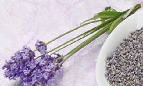 &Omicron;&iota; &mu;&omicron;&nu;&alpha;&delta;&iota;&kappa;έ&sigmaf; &alpha;&nu;&tau;&iota;&gamma;&eta;&rho;&alpha;&nu;&tau;&iota;&kappa;έ&sigmaf; &iota;&delta;&iota;ό&tau;&eta;&tau;&epsilon;&sigmaf; &tau;&eta;&sigmaf; &lambda;&epsilon;&beta;ά&nu;&tau;&alpha;&sigmaf;