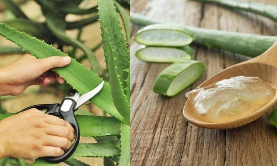 &Omicron; &chi;&upsilon;&mu;ό&sigmaf; &tau;&eta;&sigmaf; Aloe Vera &kappa;ά&nu;&epsilon;&iota; &theta;&alpha;ύ&mu;&alpha;&tau;&alpha; - 5 &alpha;&pi;ί&sigma;&tau;&epsilon;&upsilon;&tau;&epsilon;&sigmaf; &delta;&rho;ά&sigma;&epsilon;&iota;&sigmaf; &tau;&omicron;&upsilon;!