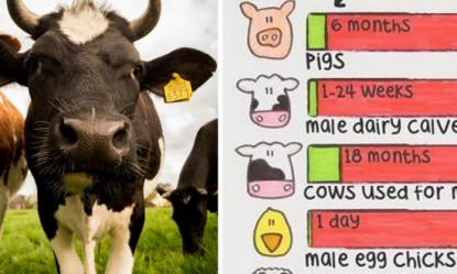 &Sigma;&epsilon; &pi;&omicron;&iota;&alpha; &eta;&lambda;&iota;&kappa;ί&alpha; &sigma;&phi;&alpha;&gamma;&iota;ά&zeta;&omicron;&nu;&tau;&alpha;&iota; &tau;&alpha; &zeta;ώ&alpha; &pi;&omicron;&upsilon; &tau;&rho;ώ&mu;&epsilon; &kappa;&alpha;&iota; &pi;ό&sigma;&omicron; &theta;&alpha; &zeta;&omicron;ύ&sigma;&alpha;&nu; &kappa;&alpha;&nu;&omicron;&nu;&iota;&kappa;ά;