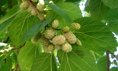 Το άγνωστο superfood που κάνει θαύματα και μέχρι τώρα αγνοούσες!