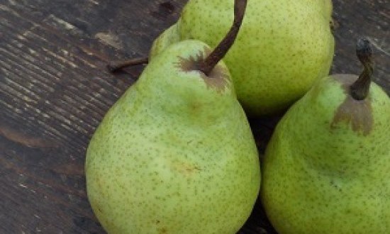 O&iota; &sigma;&eta;&mu;&alpha;&nu;&tau;&iota;&kappa;ό&tau;&epsilon;&rho;&epsilon;&sigmaf; &pi;&eta;&gamma;έ&sigmaf; &phi;&upsilon;&tau;&iota;&kappa;ώ&nu; &iota;&nu;ώ&nu;