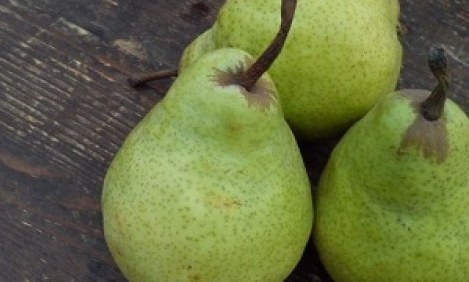 O&iota; &sigma;&eta;&mu;&alpha;&nu;&tau;&iota;&kappa;ό&tau;&epsilon;&rho;&epsilon;&sigmaf; &pi;&eta;&gamma;έ&sigmaf; &phi;&upsilon;&tau;&iota;&kappa;ώ&nu; &iota;&nu;ώ&nu;