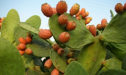 &Tau;&iota; &gamma;&nu;&omega;&rho;ί&zeta;&epsilon;&tau;&epsilon; &gamma;&iota;&alpha; &tau;&eta; &delta;&iota;&alpha;&tau;&rho;&omicron;&phi;&iota;&kappa;ή &alpha;&xi;ί&alpha; &tau;&omega;&nu; &phi;&rho;&alpha;&gamma;&kappa;ό&sigma;&upsilon;&kappa;&omega;&nu;