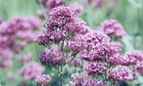 &Beta;&alpha;&lambda;&epsilon;&rho;&iota;ά&nu;&alpha;: &Tau;&omicron; &eta;&rho;&epsilon;&mu;&iota;&sigma;&tau;&iota;&kappa;ό &tau;&eta;&sigmaf; &phi;ύ&sigma;&eta;&sigmaf;