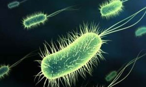 &Tau;&Alpha; &Epsilon;&Nu;&Tau;&Epsilon;&Rho;&Iota;&Kappa;&Alpha; &Beta;&Alpha;&Kappa;&Tau;&Eta;&Rho;&Iota;∆&Iota;&Alpha; &Alpha;&Upsilon;&Xi;&Alpha;&Nu;&Omicron;&Upsilon;&Nu; &Tau;&Iota;&Sigma; &Pi;&Iota;&Theta;&Alpha;&Nu;&Omicron;&Tau;&Eta;&Tau;&Epsilon;&Sigma; &Gamma;&Iota;&Alpha; &Pi;&Alpha;&Chi;&Upsilon;&Sigma;&Alpha;&Rho;&Kappa;&Iota;&Alpha;