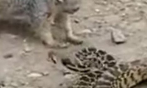 &Alpha;&upsilon;&tau;ό&sigmaf; &omicron; &sigma;&kappa;ί&omicron;&upsilon;&rho;&omicron;&sigmaf; &tau;&alpha; &beta;ά&zeta;&epsilon;&iota; &mu;&epsilon; 1,5 &mu;έ&tau;&rho;&omicron; &phi;ί&delta;&iota;