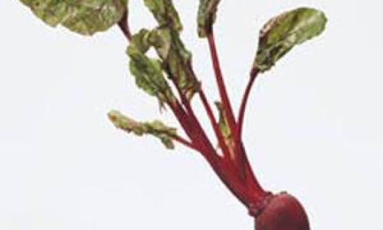 &Omicron; &chi;&upsilon;&mu;ό&sigmaf; &alpha;&pi;ό &pi;&alpha;&nu;&tau;&zeta;ά&rho;&iota;&alpha; &mu;&epsilon;&iota;ώ&nu;&epsilon;&iota; &tau;&eta;&nu; &alpha;&rho;&tau;&eta;&rho;&iota;&alpha;&kappa;ή &pi;ί&epsilon;&sigma;&eta;