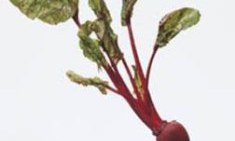 &Omicron; &chi;&upsilon;&mu;ό&sigmaf; &alpha;&pi;ό &pi;&alpha;&nu;&tau;&zeta;ά&rho;&iota;&alpha; &mu;&epsilon;&iota;ώ&nu;&epsilon;&iota; &tau;&eta;&nu; &alpha;&rho;&tau;&eta;&rho;&iota;&alpha;&kappa;ή &pi;ί&epsilon;&sigma;&eta;