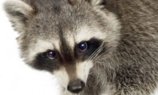 &Pi;&epsilon;&sigmaf; &Alpha;&nu;&tau;ί&omicron; &sigma;&tau;&omicron;&upsilon;&sigmaf; &mu;&alpha;ύ&rho;&omicron;&upsilon;&sigmaf; &kappa;ύ&kappa;&lambda;&omicron;&upsilon;&sigmaf;