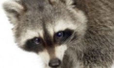 &Pi;&epsilon;&sigmaf; &Alpha;&nu;&tau;ί&omicron; &sigma;&tau;&omicron;&upsilon;&sigmaf; &mu;&alpha;ύ&rho;&omicron;&upsilon;&sigmaf; &kappa;ύ&kappa;&lambda;&omicron;&upsilon;&sigmaf;