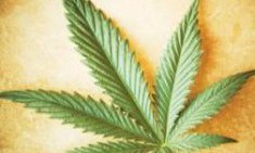 &Eta; &laquo;&Phi;&upsilon;&sigma;&iota;&kappa;ή &Mu;&alpha;&rho;&iota;&chi;&omicron;&upsilon;ά&nu;&alpha;&raquo; &tau;&omicron;&upsilon; &sigma;ώ&mu;&alpha;&tau;&omicron;&sigmaf; &kappa;&alpha;&iota; &eta; &alpha;&pi;ώ&lambda;&epsilon;&iota;&alpha; &beta;ά&rho;&omicron;&upsilon;&sigmaf;