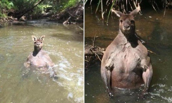 &Tau;&omicron; &kappa;&alpha;&gamma;&kappa;&omicron;&upsilon;&rho;ό &mu;&epsilon; &mu;ύ&epsilon;&sigmaf; bodybuilder &pi;&omicron;&zeta;ά&rho;&epsilon;&iota; &kappa;&alpha;&iota; &gamma;ί&nu;&epsilon;&tau;&alpha;&iota; viral! (photos)