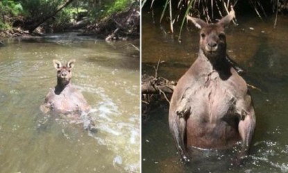 &Tau;&omicron; &kappa;&alpha;&gamma;&kappa;&omicron;&upsilon;&rho;ό &mu;&epsilon; &mu;ύ&epsilon;&sigmaf; bodybuilder &pi;&omicron;&zeta;ά&rho;&epsilon;&iota; &kappa;&alpha;&iota; &gamma;ί&nu;&epsilon;&tau;&alpha;&iota; viral! (photos)