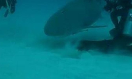 Έ&nu;&alpha; &sigma;&pi;&omicron;&rho; &delta;&iota;&alpha;&phi;&omicron;&rho;&epsilon;&tau;&iota;&kappa;ό &alpha;&pi;ό &tau;&alpha; ά&lambda;&lambda;&alpha;