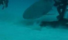 Έ&nu;&alpha; &sigma;&pi;&omicron;&rho; &delta;&iota;&alpha;&phi;&omicron;&rho;&epsilon;&tau;&iota;&kappa;ό &alpha;&pi;ό &tau;&alpha; ά&lambda;&lambda;&alpha;