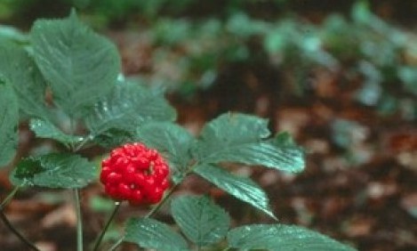 &Tau;&alpha; &beta;ό&tau;&alpha;&nu;&alpha; &pi;&omicron;&upsilon; &kappa;ά&nu;&omicron;&upsilon;&nu; &kappa;&alpha;&lambda;ό &sigma;&tau;&eta;&nu; &kappa;&alpha;&rho;&delta;&iota;ά