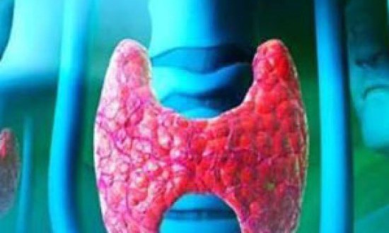 Θυρεοειδής: ο ρυθμιστής του μεταβολισμού