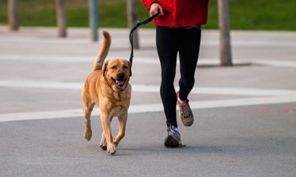 &Sigma;&kappa;ύ&lambda;&omicron;&sigmaf;, &omicron; &kappa;&alpha;&lambda;ύ&tau;&epsilon;&rho;&omicron;&sigmaf; &pi;&rho;&omicron;&pi;&omicron;&nu;&eta;&tau;ή&sigmaf; &tau;&omicron;&upsilon; &alpha;&nu;&theta;&rho;ώ&pi;&omicron;&upsilon;