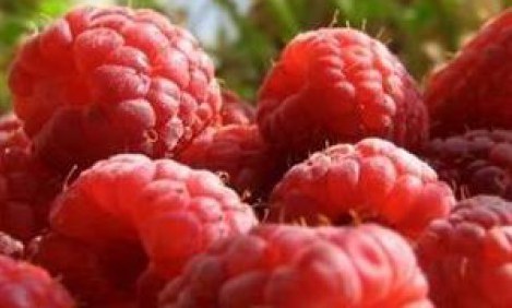 &Omicron;&Iota; &Tau;&Rho;&Omicron;&Phi;&Epsilon;&Sigma; &Pi;&Omicron;&Upsilon; &Beta;&Omicron;&Eta;&Theta;&Omicron;&Upsilon;&Nu; &Sigma;&Tau;&Eta;&Nu; &Kappa;&Alpha;&Upsilon;&Sigma;&Eta; &Pi;&Epsilon;&Rho;&Iota;&Sigma;&Sigma;&Omicron;&Tau;&Epsilon;&Rho;&Omega;&Nu; &Theta;&Epsilon;&Rho;&Mu;&Iota;&Delta;&Omega;&Nu;