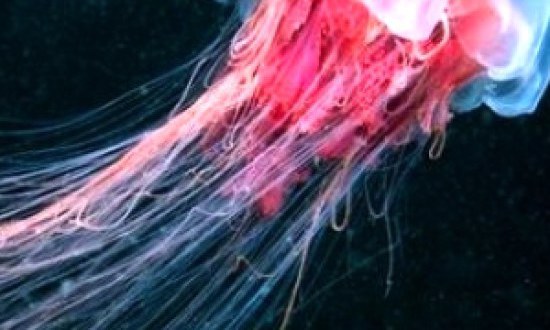 Τι πρέπει να κάνουμε όταν μας τσιμπήσει τσούχτρα