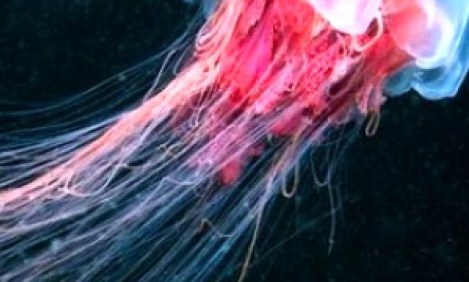 &Tau;&iota; &pi;&rho;έ&pi;&epsilon;&iota; &nu;&alpha; &kappa;ά&nu;&omicron;&upsilon;&mu;&epsilon; ό&tau;&alpha;&nu; &mu;&alpha;&sigmaf; &tau;&sigma;&iota;&mu;&pi;ή&sigma;&epsilon;&iota; &tau;&sigma;&omicron;ύ&chi;&tau;&rho;&alpha;