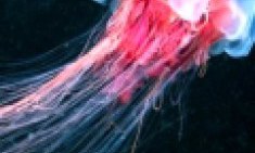 &Tau;&iota; &pi;&rho;έ&pi;&epsilon;&iota; &nu;&alpha; &kappa;ά&nu;&omicron;&upsilon;&mu;&epsilon; ό&tau;&alpha;&nu; &mu;&alpha;&sigmaf; &tau;&sigma;&iota;&mu;&pi;ή&sigma;&epsilon;&iota; &tau;&sigma;&omicron;ύ&chi;&tau;&rho;&alpha;