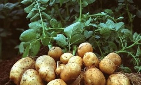 &Pi;&rho;&omicron;&sigma;&omicron;&chi;ή: &Alpha;&upsilon;&tau;ό &tau;&omicron; &lambda;&alpha;&chi;&alpha;&nu;&iota;&kappa;ό &delta;&epsilon;&nu; &tau;&omicron; &beta;ά&zeta;&epsilon;&tau;&epsilon; &mu;&alpha;&zeta;ί &mu;&epsilon; &tau;&eta;&nu; &pi;&alpha;&tau;ά&tau;&alpha;!