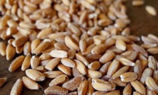 Τι είναι η Ζέα και γιατί απαγορεύτηκε στην Ελλάδα;