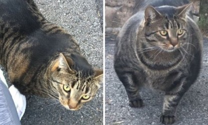 &Eta; &gamma;ά&tau;&alpha;... bodybuilder &pi;&omicron;&upsilon; &kappa;&upsilon;&kappa;&lambda;&omicron;&phi;&omicron;&rho;&epsilon;ί &sigma;&tau;&omicron;&nu; &Kappa;&alpha;&nu;&alpha;&delta;ά &kappa;&alpha;&iota; έ&gamma;&iota;&nu;&epsilon; viral &sigma;&tau;&omicron; &delta;&iota;&alpha;&delta;ί&kappa;&tau;&upsilon;&omicron;!