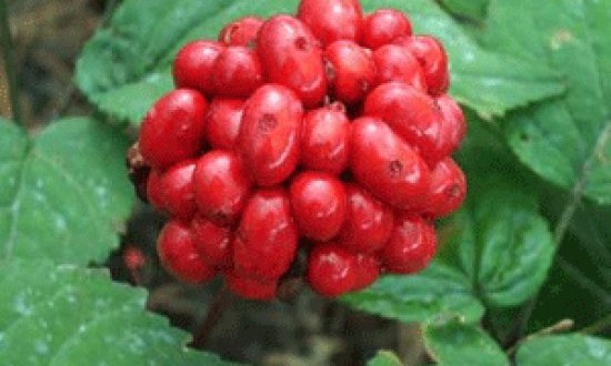 Τζίνσενγκ : το βότανο ‘’Βιάγκρα’’!