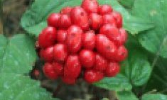 &Tau;&zeta;ί&nu;&sigma;&epsilon;&nu;&gamma;&kappa; : &tau;&omicron; &beta;ό&tau;&alpha;&nu;&omicron; &lsquo;&rsquo;&Beta;&iota;ά&gamma;&kappa;&rho;&alpha;&rsquo;&rsquo;!