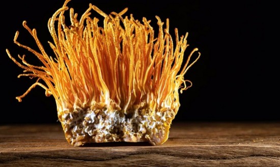 Cordyceps: &Tau;&omicron; &Mu;&alpha;&nu;&iota;&tau;ά&rho;&iota; &pi;&omicron;&upsilon; &pi;&rho;&omicron;&sigma;&phi;έ&rho;&epsilon;&iota; &Epsilon;&nu;έ&rho;&gamma;&epsilon;&iota;&alpha; &kappa;&alpha;&iota; &Alpha;&nu;&alpha;&zeta;&omega;&omicron;&gamma;ό&nu;&eta;&sigma;&eta;!