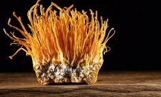 Cordyceps: &Tau;&omicron; &Mu;&alpha;&nu;&iota;&tau;ά&rho;&iota; &pi;&omicron;&upsilon; &pi;&rho;&omicron;&sigma;&phi;έ&rho;&epsilon;&iota; &Epsilon;&nu;έ&rho;&gamma;&epsilon;&iota;&alpha; &kappa;&alpha;&iota; &Alpha;&nu;&alpha;&zeta;&omega;&omicron;&gamma;ό&nu;&eta;&sigma;&eta;!