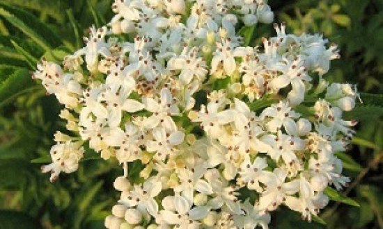 Σαμπούκος: To απόλυτο φάρμακο για όλα!