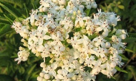 &Sigma;&alpha;&mu;&pi;&omicron;ύ&kappa;&omicron;&sigmaf;: To &alpha;&pi;ό&lambda;&upsilon;&tau;&omicron; &phi;ά&rho;&mu;&alpha;&kappa;&omicron; &gamma;&iota;&alpha; ό&lambda;&alpha;!