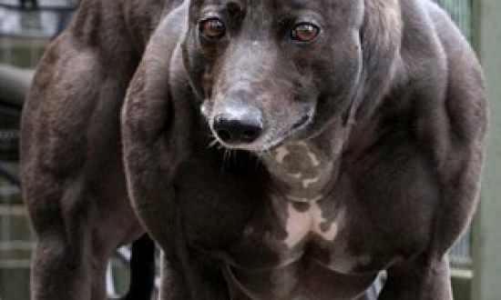 Κινέζοι επιστήμονες δημιουργούν σκυλιά-bodybuilders