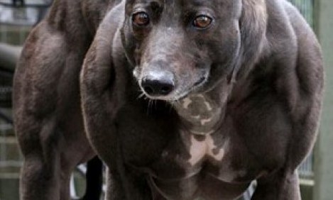 &Kappa;&iota;&nu;έ&zeta;&omicron;&iota; &epsilon;&pi;&iota;&sigma;&tau;ή&mu;&omicron;&nu;&epsilon;&sigmaf; &delta;&eta;&mu;&iota;&omicron;&upsilon;&rho;&gamma;&omicron;ύ&nu; &sigma;&kappa;&upsilon;&lambda;&iota;ά-bodybuilders