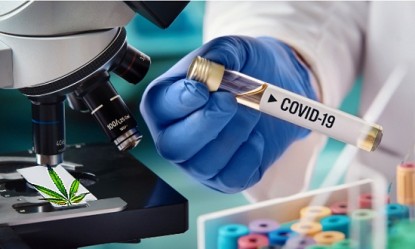 Έ&rho;&epsilon;&upsilon;&nu;&epsilon;&sigmaf; &alpha;&pi;&omicron;&kappa;&alpha;&lambda;ύ&pi;&tau;&omicron;&upsilon;&nu; ό&tau;&iota; &eta; &kappa;ά&nu;&nu;&alpha;&beta;&eta; &mu;&pi;&omicron;&rho;&epsilon;ί &nu;&alpha; &laquo;&alpha;&nu;&alpha;&chi;&alpha;&iota;&tau;ί&sigma;&epsilon;&iota;&raquo; &tau;&omicron;&nu; &kappa;&omicron;&rho;&omega;&nu;&omicron;ϊό