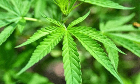 &Pi;&omega;&sigmaf; &epsilon;&pi;&eta;&rho;&epsilon;ά&zeta;&epsilon;&iota; &eta; &chi;&rho;ή&sigma;&eta; &kappa;ά&nu;&nu;&alpha;&beta;&eta;&sigmaf; &tau;&eta;&nu; &upsilon;&gamma;&epsilon;ί&alpha; ;