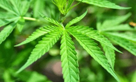 &Pi;&omega;&sigmaf; &epsilon;&pi;&eta;&rho;&epsilon;ά&zeta;&epsilon;&iota; &eta; &chi;&rho;ή&sigma;&eta; &kappa;ά&nu;&nu;&alpha;&beta;&eta;&sigmaf; &tau;&eta;&nu; &upsilon;&gamma;&epsilon;ί&alpha; ;