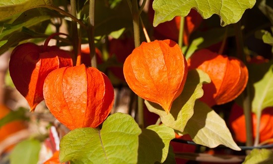 Ashwagandha: &Tau;&omicron; &nu;έ&omicron; &theta;&alpha;&upsilon;&mu;&alpha;&tau;&omicron;&upsilon;&rho;&gamma;ό superfood &pi;&omicron;&upsilon; &lambda;ί&gamma;&omicron;&iota; &gamma;&nu;&omega;&rho;ί&zeta;&omicron;&upsilon;&nu;!
